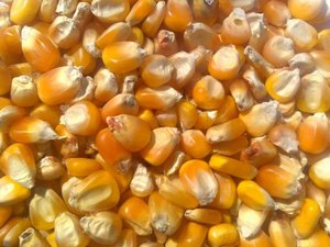 maize starch efficiency